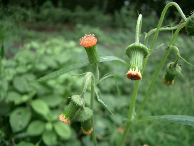 ベニバナボロギク(紅花襤褸菊) / ヤマシュンギク_c0085874_15301864.jpg