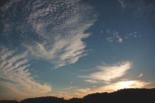 こすもす・今日の夕空_d0063278_10437.jpg