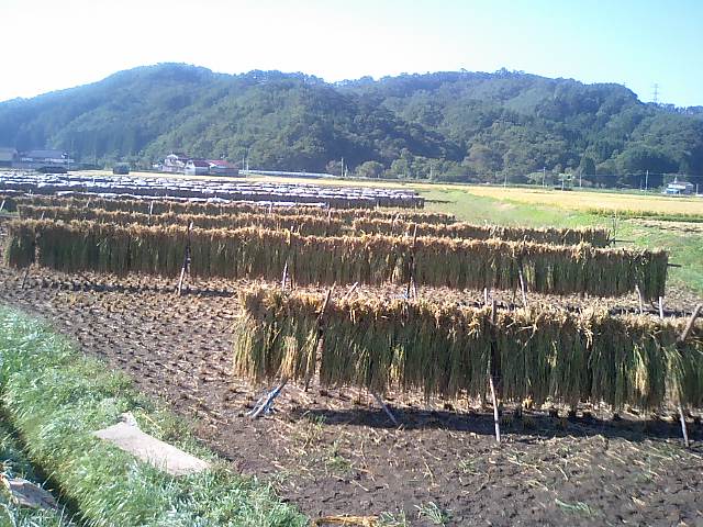 収穫の秋_d0027486_13493394.jpg