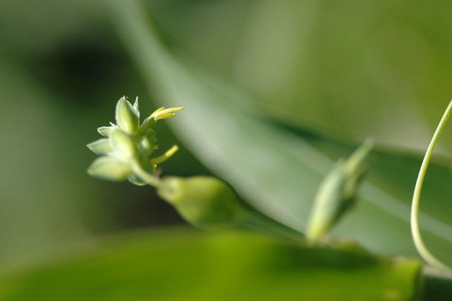 　　　　川べりの花　その２_c0031909_2355050.jpg