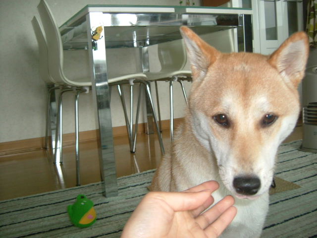 e0090110_1256471.jpg