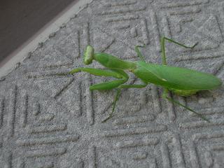c0005619_044259.jpg
