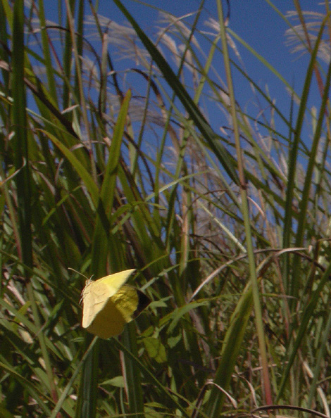 d0090322_8461.jpg