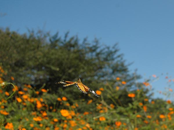 c0045352_16361234.jpg