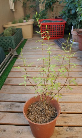 55.　レモンマリーゴールド　Mount Lemmon Marigold _c0012454_2123715.jpg