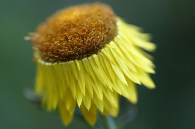 黄色いふしぎな花　－足跡帖の花だよー_d0079278_13524295.jpg