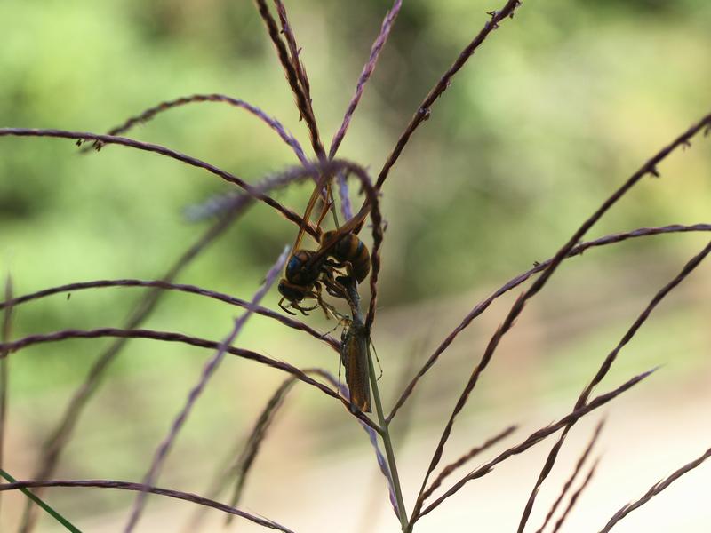 ヒメカマキリ_b0108186_0412562.jpg