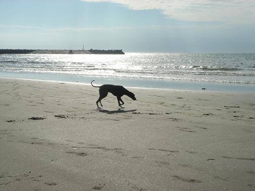 銚子マリーナ 名洗海浜公園の紹介 わが家のペットたち