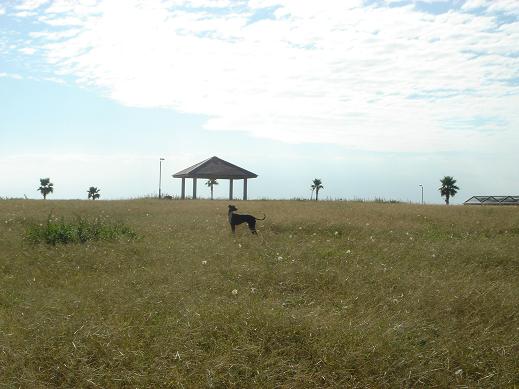 銚子マリーナ 名洗海浜公園の紹介 わが家のペットたち