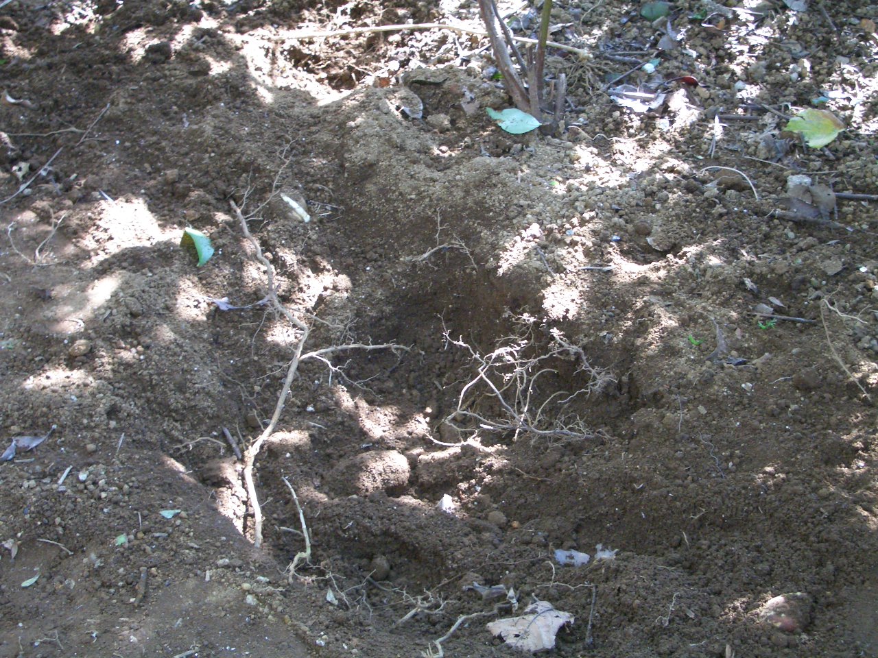 f0101201_205364.jpg