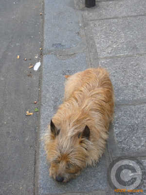 ■街角の犬達(パリ)_a0008105_5504382.jpg
