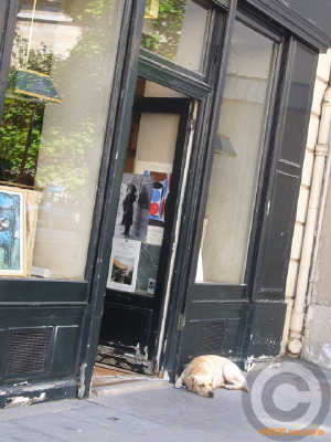 ■街角の犬達(パリ)_a0008105_551078.jpg