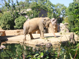 天王寺動物園に行って来た。_b0047907_11443682.jpg