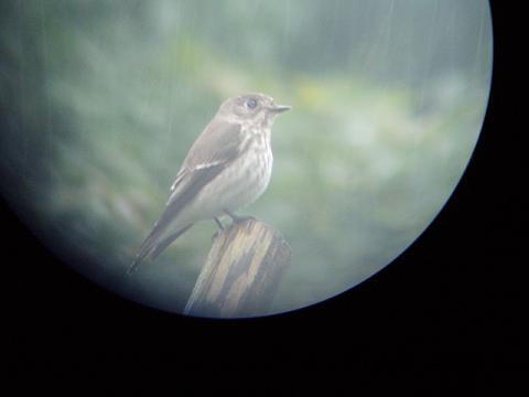 冬の鳥、『エゾビタキ』来園!_b0049307_7341145.jpg