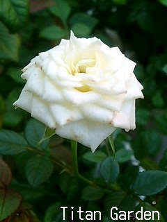 Rose_b0099813_15555893.jpg