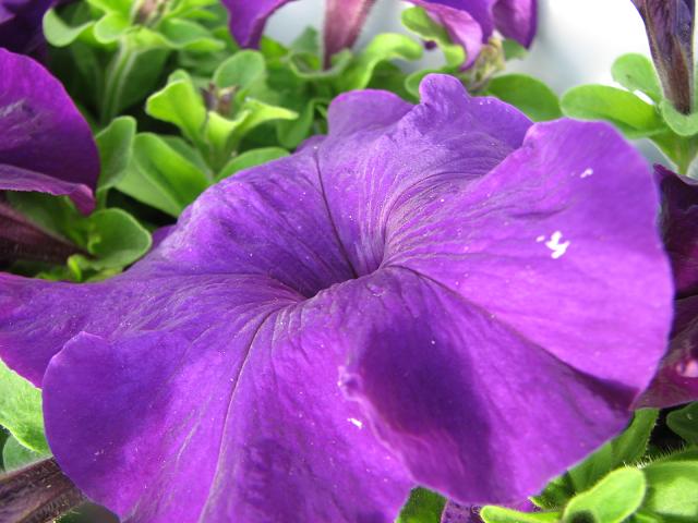 ペチュニア 紫 百花繚乱 ペチュニア 紫 百花繚乱