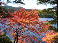 白駒池の紅葉、鮮やか!_f0019247_23122710.jpg