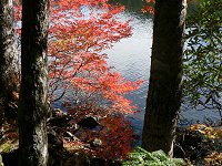 白駒池の紅葉、鮮やか!_f0019247_23124190.jpg