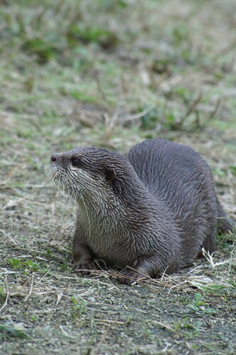 コツメカワウソのお婿さん公開_b0024758_1352391.jpg