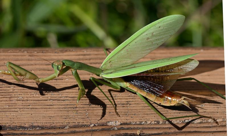 オオカマキリ_b0108186_16425599.jpg