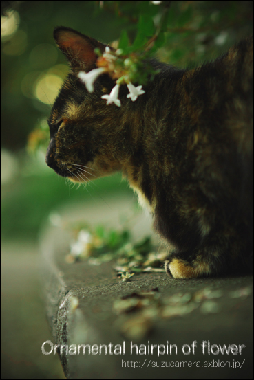 花かんざし_f0100215_1295232.jpg