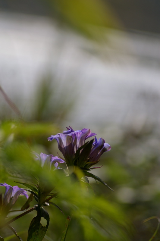 ９月３０日　尾崎沼の花たち_a0009554_2322238.jpg