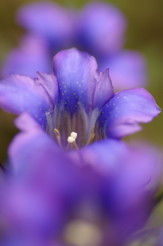 ９月３０日　尾崎沼の花たち_a0009554_2335296.jpg