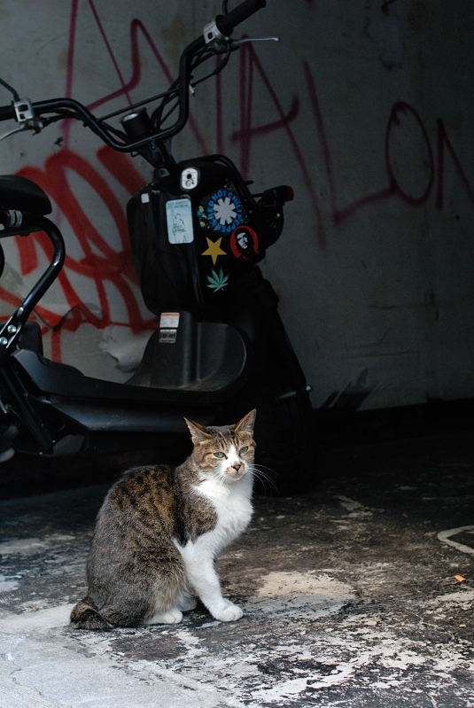 猫背の猫_f0079061_2044336.jpg