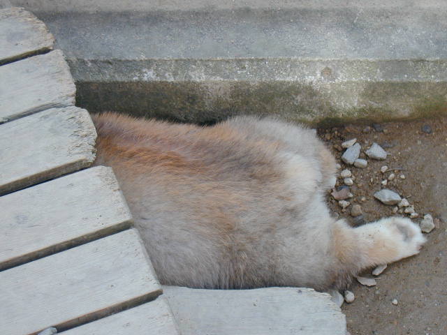 a0085464_13202493.jpg