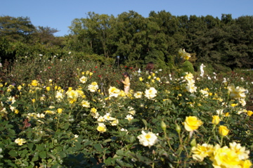 e0095468_2247751.jpg