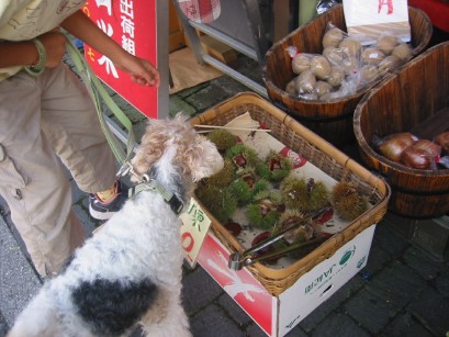 丹波篠山祭り〜２００６秋〜_d0048877_16291416.jpg