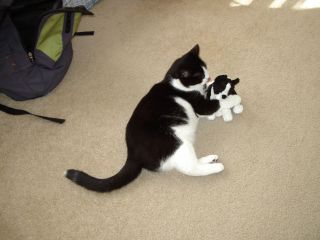 ちーこ vs ボストンテリア_e0101819_128786.jpg