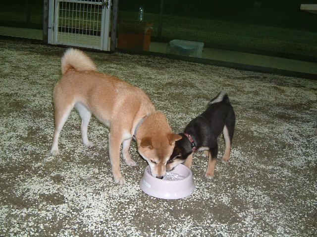 e0053732_175547.jpg