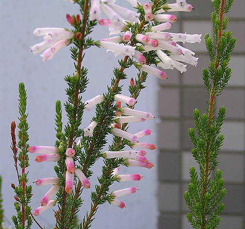 エリカ ホワイト デイライト と クリスマス パレード 風に吹かれて