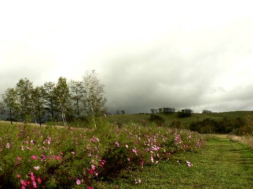 滝川市の丸加高原に咲くコスモス_d0084473_2215422.jpg