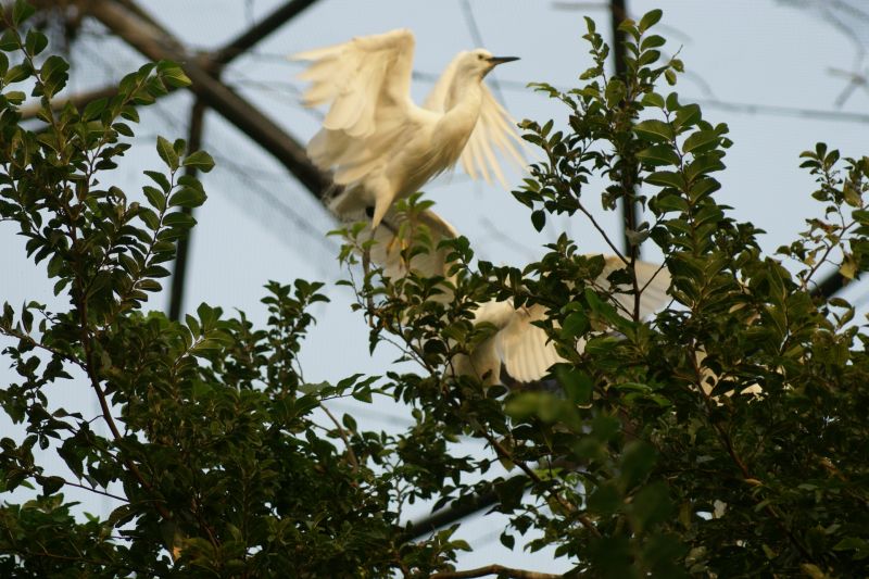 動物園にいってきました　４　－鳥の楽園ー_d0079278_2014153.jpg