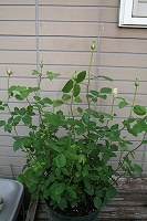 e0024385_17362466.jpg