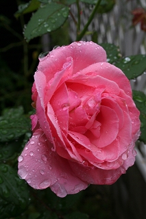 e0024385_1736272.jpg