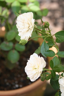 e0024385_17382250.jpg