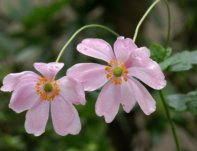 秋明菊 シュウメイギク 別名 貴船菊 キブネギク 野草デジカメ日記