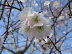 秋に桜が咲いてる！森林公園_d0006812_14304177.jpg