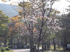 秋に桜が咲いてる！森林公園_d0006812_14313059.jpg