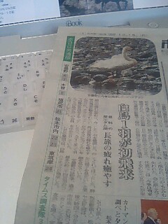 安曇野携帯発：安曇野白鳥湖に白鳥が初飛来。_c0047814_8561927.jpg