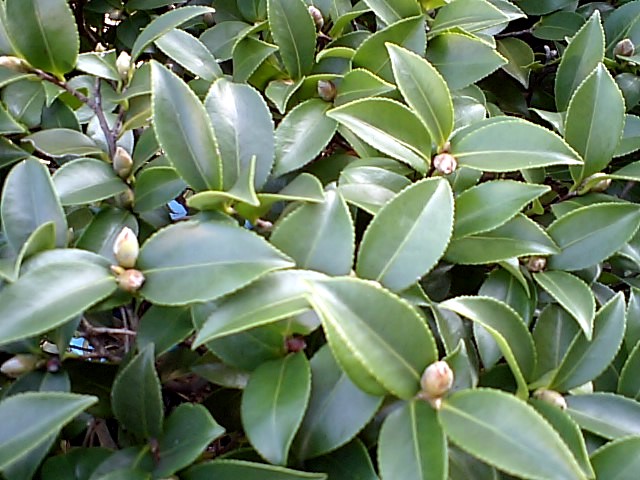 さざんか 山茶花 の葉と花の蕾 つぼみ ポビーの日記