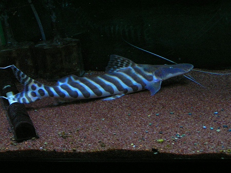 極美ナマズ光臨 リミックス名東店熱帯魚 極美ナマズ光臨 リミックス名東店熱帯魚