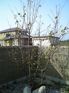 c0090278_13921.jpg