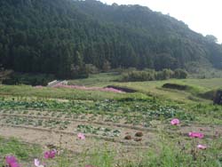 美しい日本の田舎_f0106597_010293.jpg