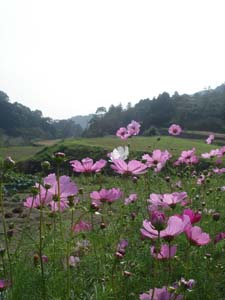 美しい日本の田舎_f0106597_0152033.jpg