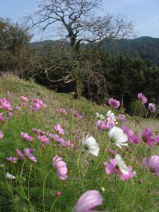美しい日本の田舎_f0106597_0172983.jpg
