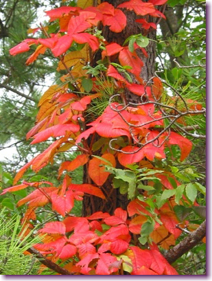 c0048701_2223438.jpg